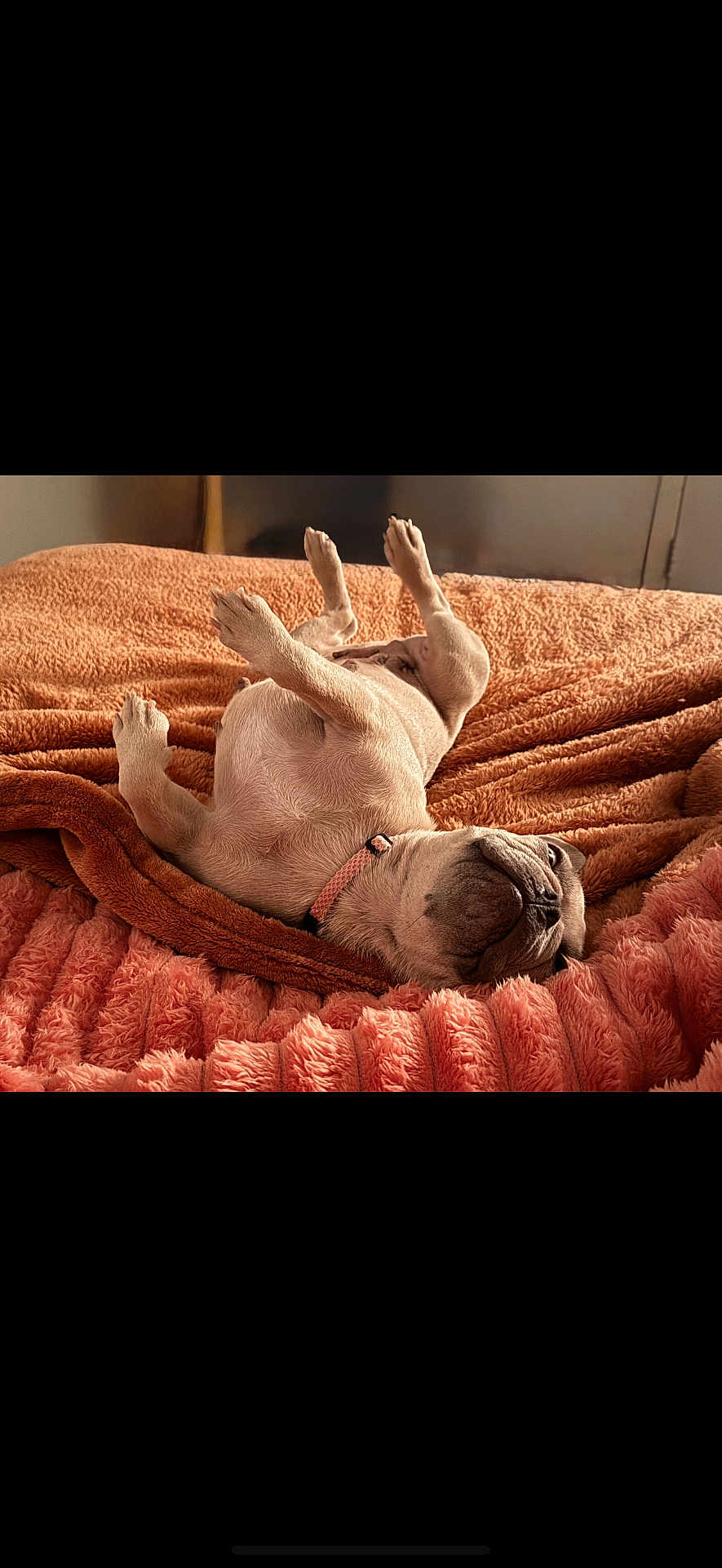 Gracie