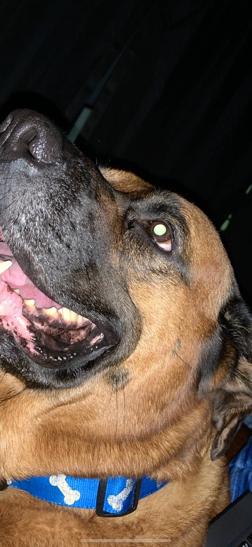 Charlie is registered to the contest to win money with this photo: canidae, carnivore, dog, dog_breed, ear, fawn, german_shepherd_dog, mammal, nose, snout, vertebrate, whiskers