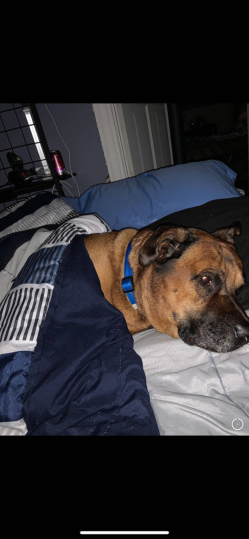 Charlie joined the competition — help win amazing prizes! alano_espanol, black_mouth_cur, boerboel, bullmastiff, canidae, carnivore, dog, dog_breed, fawn, mammal, perro_de_presa_mallorquin, snout, tosa, vertebrate