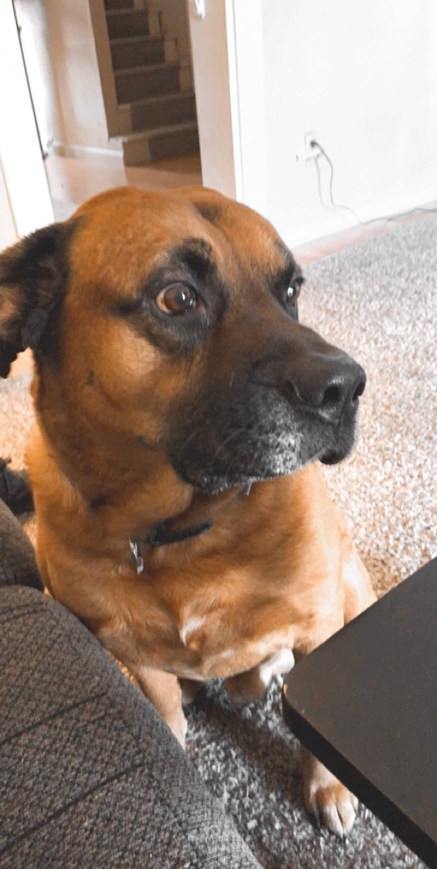 Charlie joined the competition — help win amazing prizes! black_mouth_cur, boerboel, boxer, bullmastiff, canidae, carnivore, dog, dog_breed, fawn, mammal, rare_breed_dog, snout, sporting_group, tosa, vertebrate, whiskers