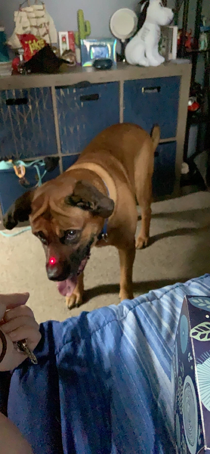 Charlie joined the competition — help win amazing prizes! black_mouth_cur, boxer, bullmastiff, canidae, carnivore, dog, dog_breed, ear, fawn, mammal, puggle, rare_breed_dog, rhodesian_ridgeback, snout, sporting_group, vertebrate