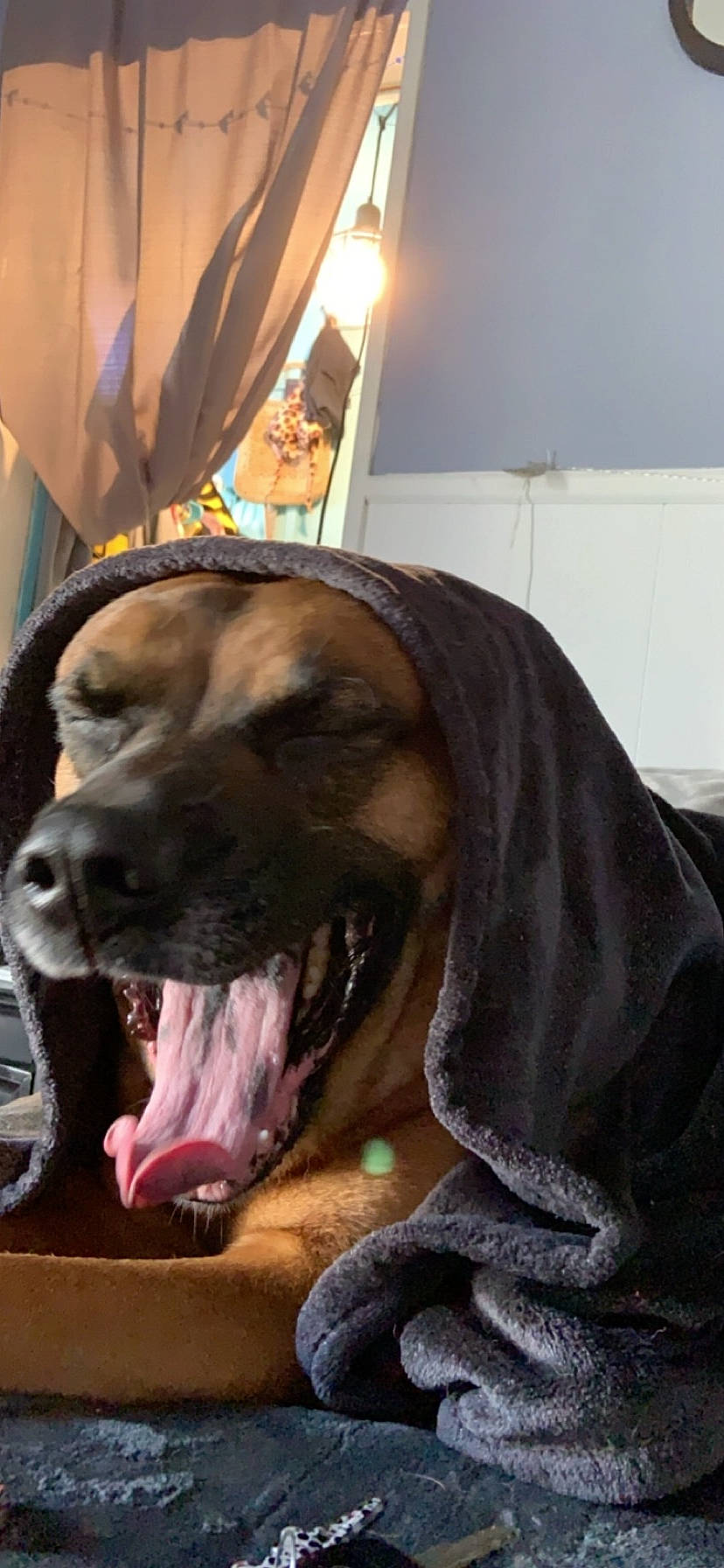 Charlie is registered to the contest to win money with this photo: black_mouth_cur, bloodhound, boerboel, bullmastiff, canidae, carnivore, dog, dog_breed, fawn, fila_brasileiro, guard_dog, hound, mammal, rhodesian_ridgeback, snout, tosa, vertebrate