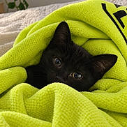 Oumi a rejoint le concours — aidez-le/la à gagner de superbes lots ! animal, bed, black_cat, blanket, cat, closeup, couch, cozy, cute, ears, eyes, face, green_blanket, houseplant, indoors, kitten, pet, portrait, snuggled, whiskers