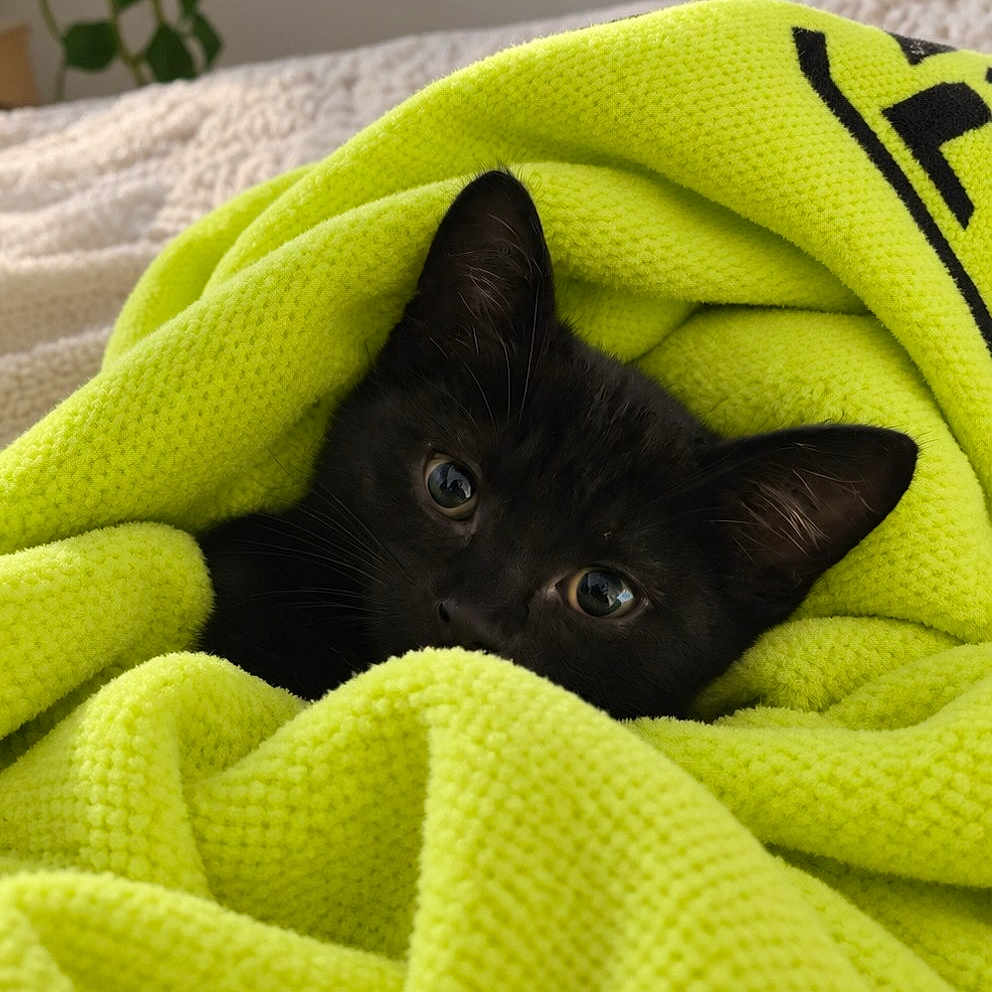 Oumi a rejoint le concours — aidez-le/la à gagner de superbes lots ! animal, bed, black_cat, blanket, cat, closeup, couch, cozy, cute, ears, eyes, face, green_blanket, houseplant, indoors, kitten, pet, portrait, snuggled, whiskers