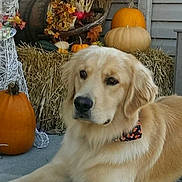Sawyer is registered to the contest to win money with this photo: dog, golden_retriever, pumpkin, hay_bale, autumn, fall_decor, porch, basket, orange, beige, bandana, pet, animal, outdoor, seasonal, decor, leaf, calm, resting, cute
