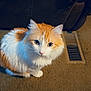 animal, carpet, cat, couch, curious, cute, domestic, ears, eyes, floor, fluffy, furniture, indoor, mammal, orange, pet, sitting, vent, whiskers, white