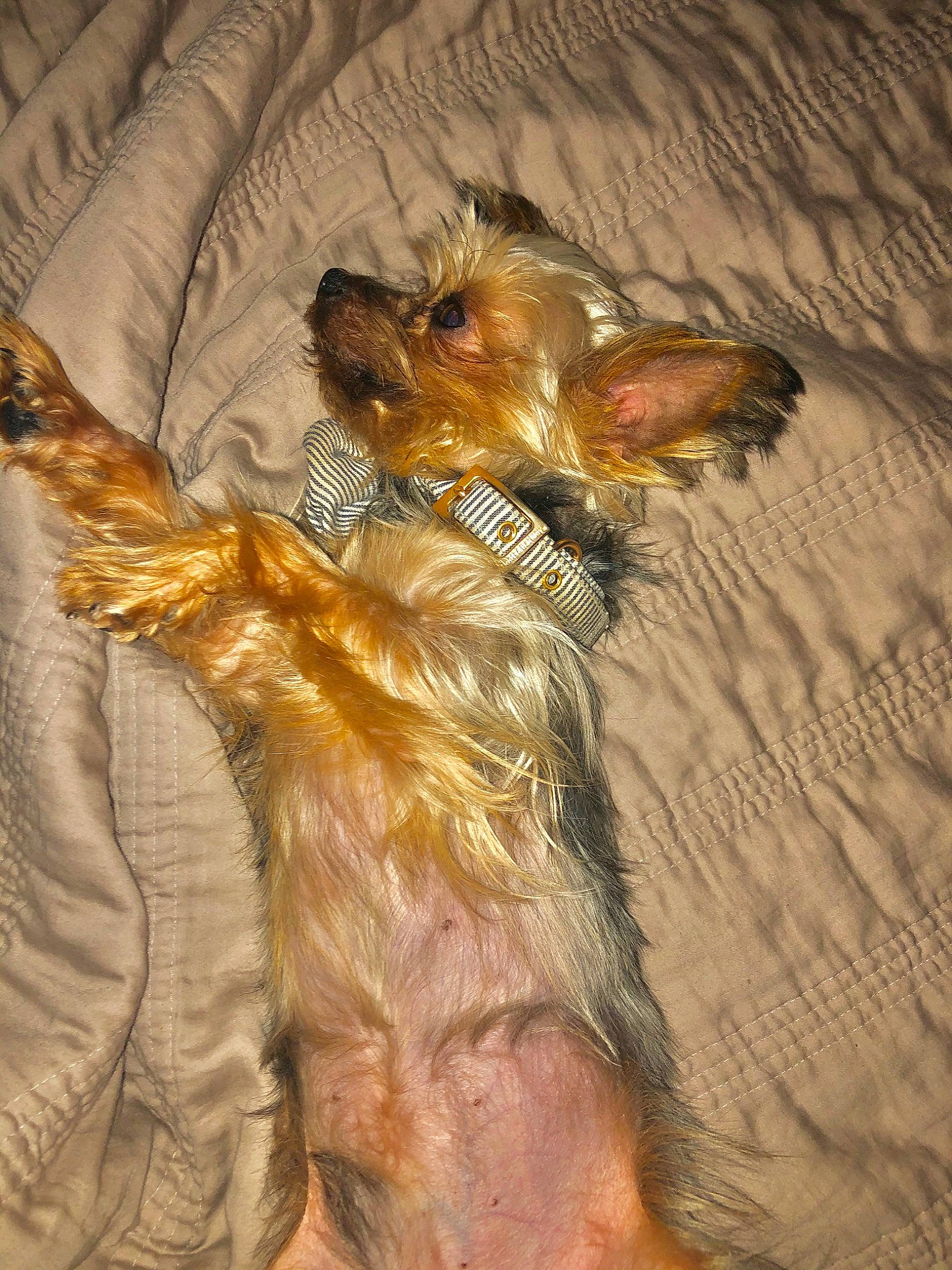 Jupiter joined the competition — help win amazing prizes! australian_silky_terrier, australian_terrier, biewer_terrier, briard, canidae, carnivore, companion_dog, dog, dog_breed, fawn, morkie, small_terrier, terrier, toy_dog, yorkshire_terrier