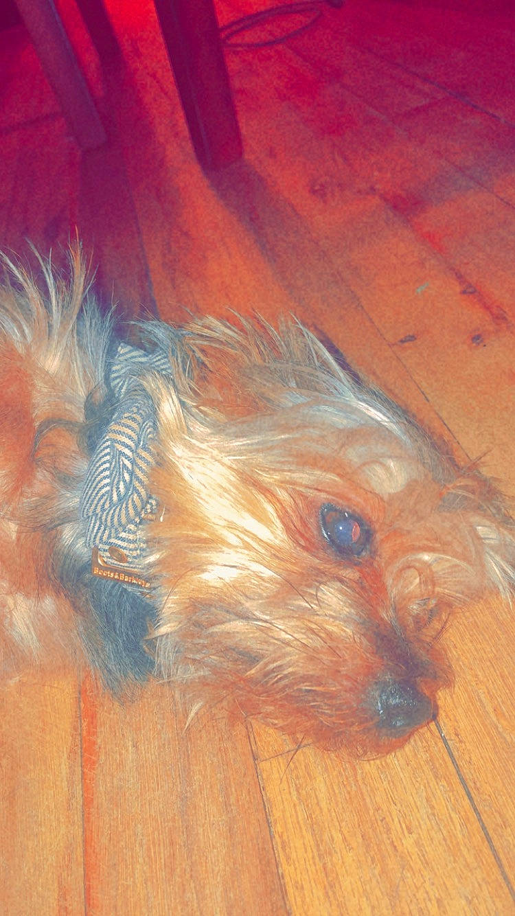 Jupiter is registered to the contest to win money with this photo: australian_silky_terrier, australian_terrier, cairn_terrier, canidae, carnivore, chinese_imperial_dog, companion_dog, dog, dog_breed, morkie, puppy, schnoodle, small_terrier, snout, terrier, toy_dog, yorkshire_terrier