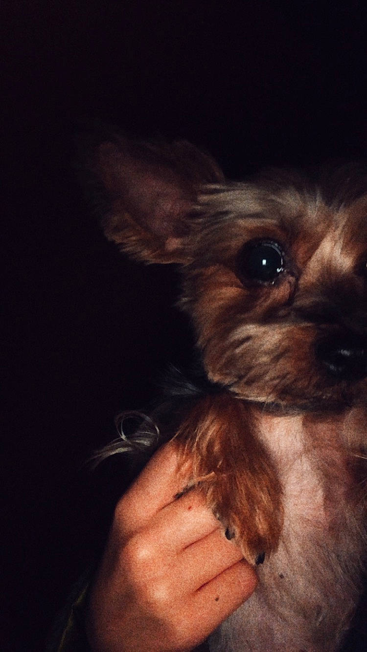 Jupiter is registered to the contest to win money with this photo: canidae, carnivore, companion_dog, dog, dog_breed, ear, eye, hand, head, mammal, morkie, night, nose, puppy, skin, sky, small_terrier, snout, terrier, yorkshire_terrier