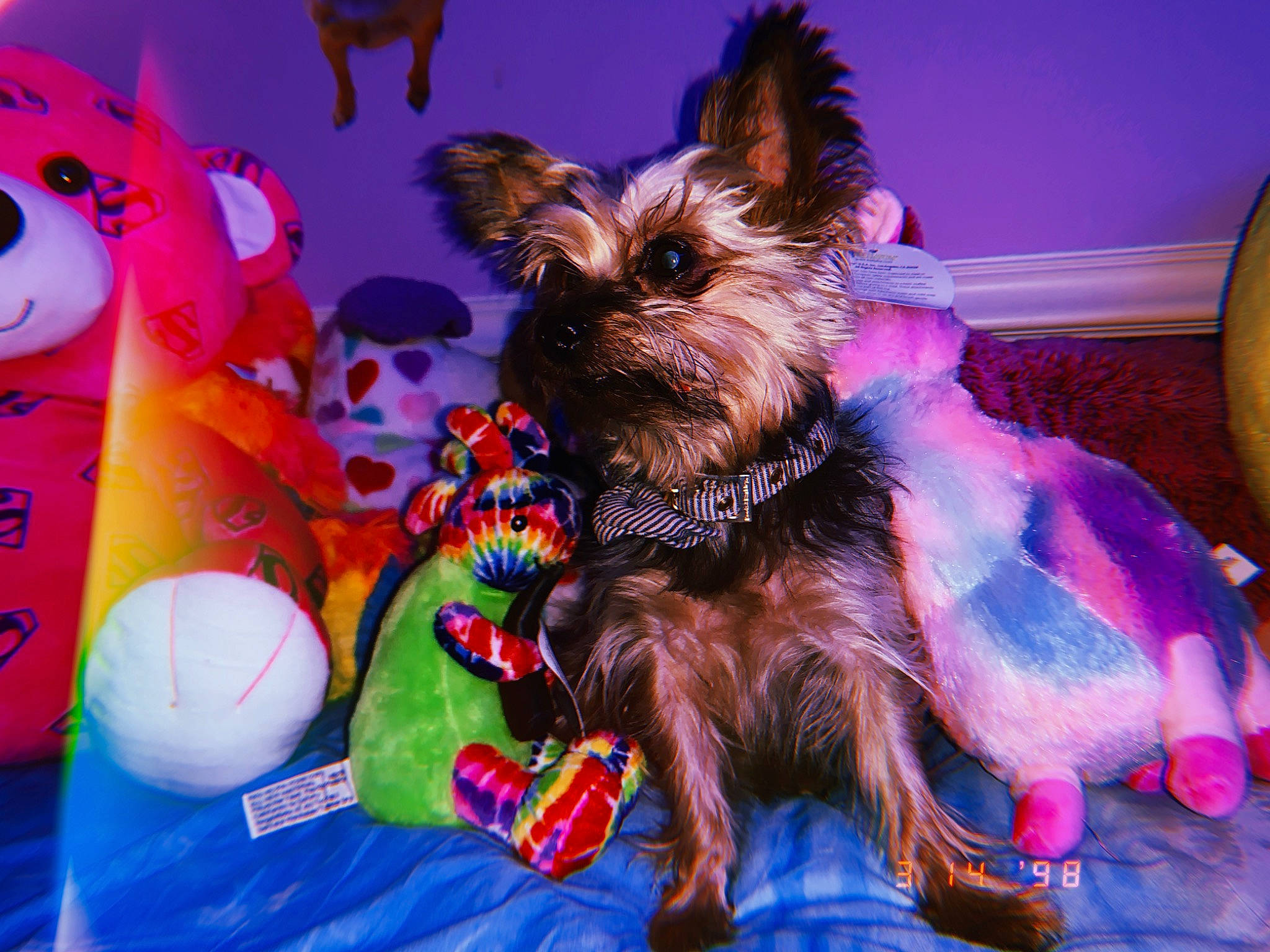 Jupiter is registered to the contest to win money with this photo: australian_silky_terrier, australian_terrier, biewer_terrier, cairn_terrier, canidae, carnivore, companion_dog, dog, dog_breed, dog_clothes, mammal, morkie, puppy, rare_breed_dog, small_terrier, snout, terrier, toy_dog, vertebrate, yorkshire_terrier