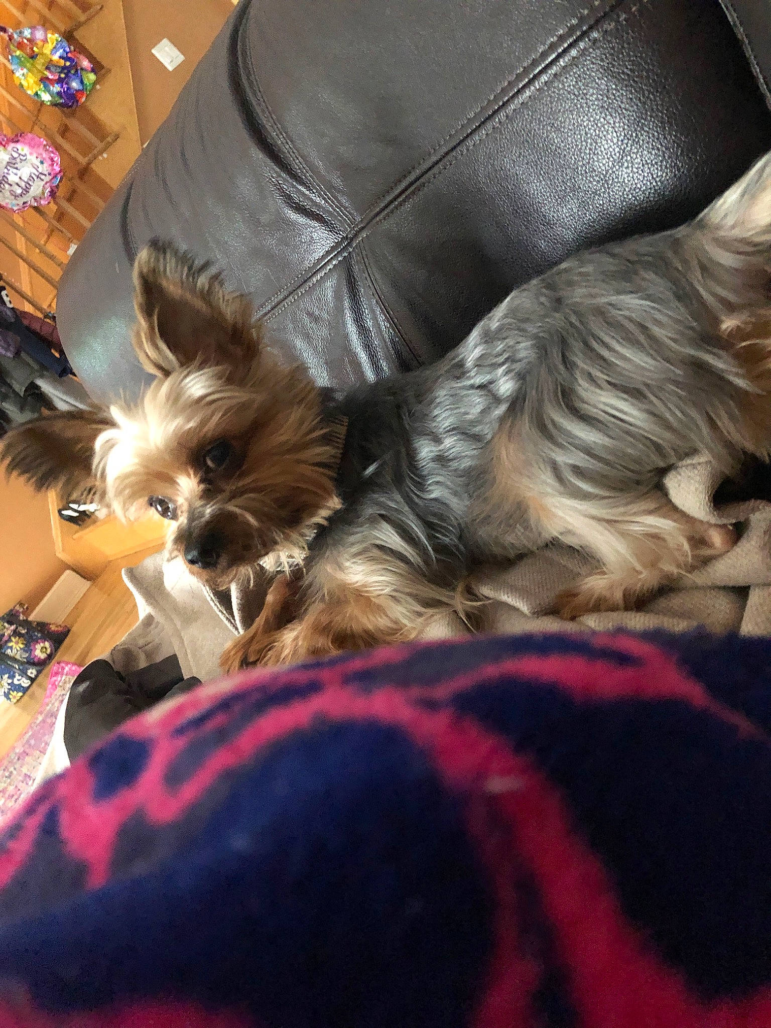 Jupiter joined the competition — help win amazing prizes! australian_silky_terrier, biewer_terrier, canidae, carnivore, companion_dog, dog, dog_breed, fawn, lhasa_apso, mammal, morkie, puppy, puppy_love, shih_tzu, small_terrier, sporting_group, terrier, toy_dog, yorkshire_terrier