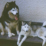 Gorlof a rejoint le concours — aidez-le/la à gagner de superbes lots !