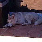 Mambo participe au concours pour gagner de l'argent avec cette photo :