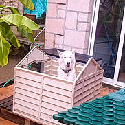 Mambo a rejoint le concours — aidez-le/la à gagner de superbes lots !