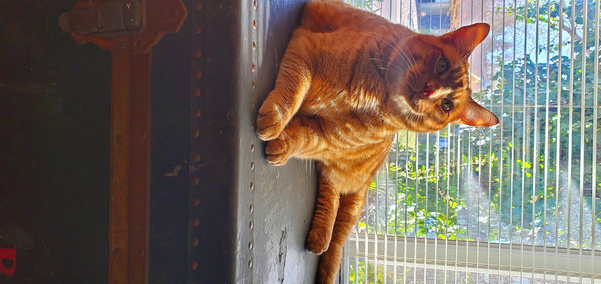 O G is registered to the contest to win money with this photo: carnivore, cat, domestic_short_haired_cat, fawn, felidae, fence, fur, liver, metal, plant, small_to_medium_sized_cats, snout, tail, terrestrial_animal, tree, trunk, whiskers, wildlife, window, wood