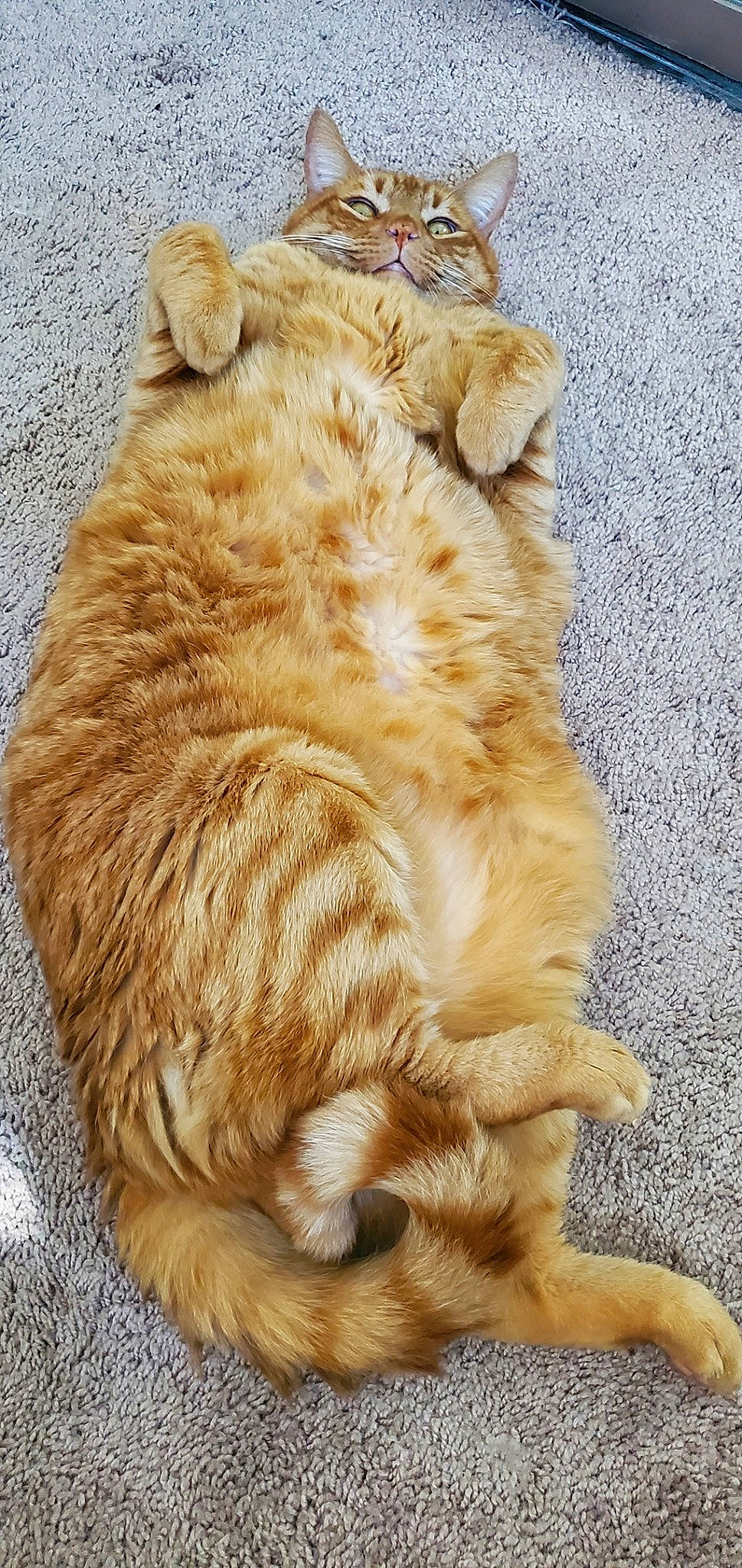 O G joined the competition — help win amazing prizes! canidae, carnivore, cat, claw, comfort, companion_dog, dog_breed, fawn, felidae, foot, fur, gesture, paw, small_to_medium_sized_cats, snout, sporting_group, tail, terrestrial_animal, whiskers, wood