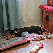 Nugget joined the competition — help win amazing prizes! dog, sleeping, blanket, plush_toy, wooden_floor, curtain, lace_curtain, wicker_basket, indoor, resting, pet, cozy, small_dog, brown_dog, soft_light, floor, home, quiet, relaxing, domestic