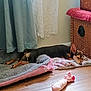 dog, sleeping, blanket, plush_toy, wooden_floor, curtain, lace_curtain, wicker_basket, indoor, resting, pet, cozy, small_dog, brown_dog, soft_light, floor, home, quiet, relaxing, domestic