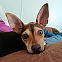 Nugget is registered to the contest to win money with this photo: dog, close_up, ears, resting, indoor, brown_surface, jeans, pillow, pet, animal, canine, cute, relaxed, face, looking_at_camera, nose, fur, companion, home, portrait