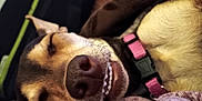 Nugget is registered to the contest to win money with this photo: dog, sleeping, close_up, teeth, pink_collar, blanket, cozy, resting, domestic_animal, pet, fur, nose, whiskers, face, relaxation, indoors, canine, cute, snout, animal