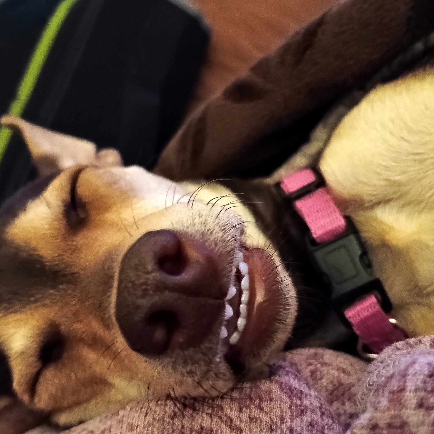 Nugget is registered to the contest to win money with this photo: animal, blanket, canine, close_up, cozy, cute, dog, domestic_animal, face, fur, indoors, nose, pet, pink_collar, relaxation, resting, sleeping, snout, teeth, whiskers