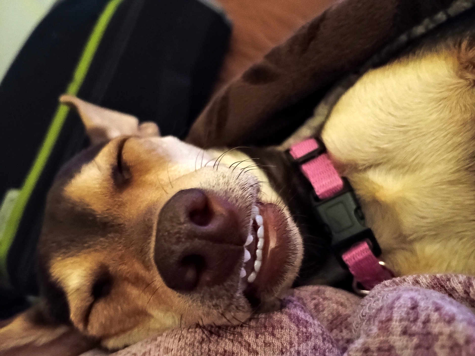 Nugget is registered to the contest to win money with this photo: dog, sleeping, close_up, teeth, pink_collar, blanket, cozy, resting, domestic_animal, pet, fur, nose, whiskers, face, relaxation, indoors, canine, cute, snout, animal