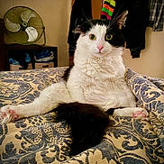 Shay Boo joined the competition — help win amazing prizes! cat, black_and_white, longhair, paws, bed, blanket, indoor, green_eyes, surprised, sitting, tail, furniture, fan, pattern, cozy, whiskers, portrait, pink_nose, domestic_cat, curious