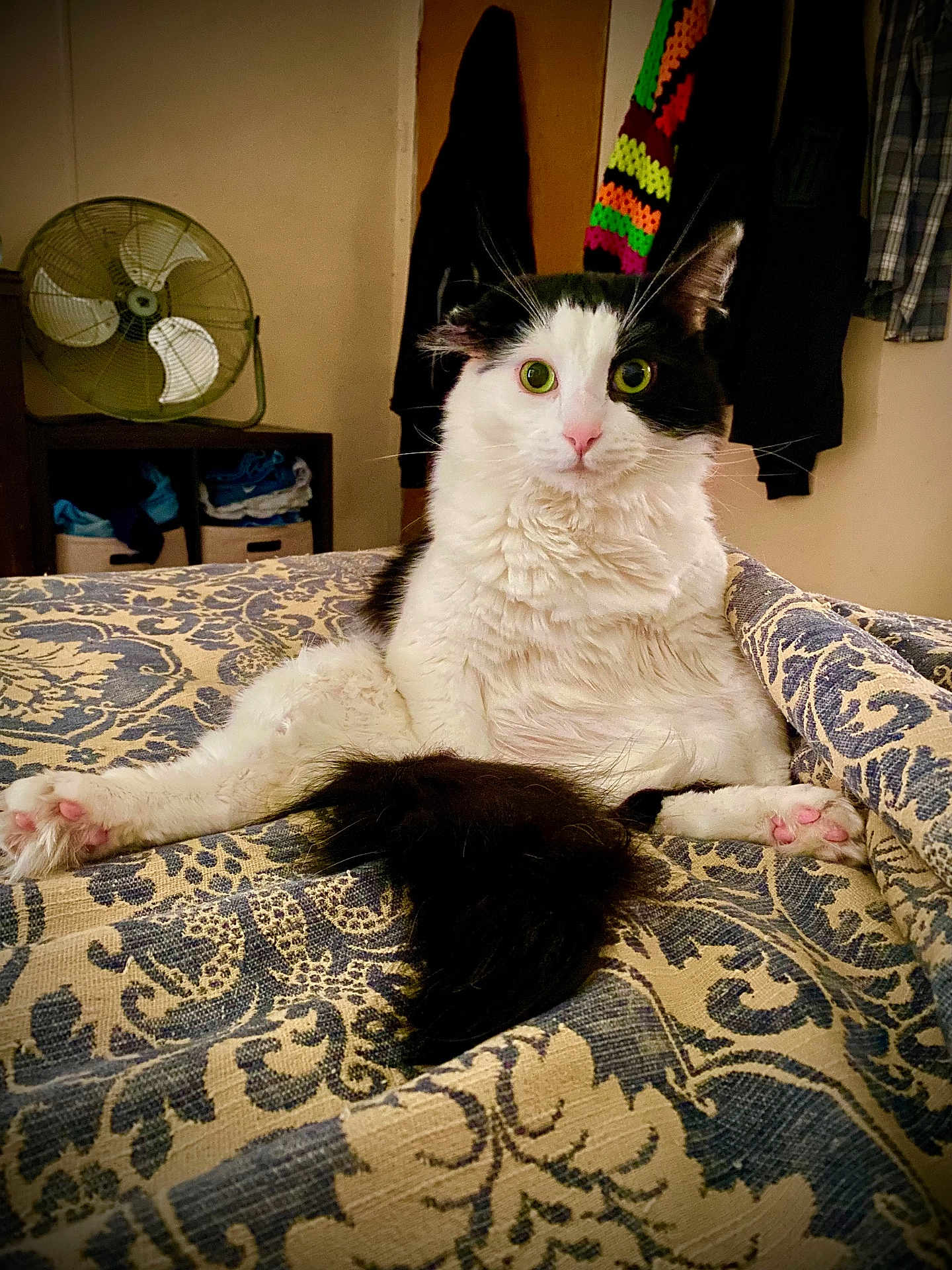 Shay Boo joined the competition — help win amazing prizes! cat, black_and_white, longhair, paws, bed, blanket, indoor, green_eyes, surprised, sitting, tail, furniture, fan, pattern, cozy, whiskers, portrait, pink_nose, domestic_cat, curious