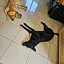 dog, golden_dog, black_dog, tile_floor, indoor, toy, couch, leather_couch, person, bare_feet, relaxing, laying_down, home, living_room, furniture, brown, black, resting, pet, domestic_animal