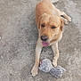 dog, golden_retriever, labrador, pet, toy, playful, happy, tongue_out, paw, tail, concrete_floor, animal, canine, domestic_animal, outdoor, lying_down, fur, friendly, cute, companion