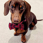 Chester is registered to the contest to win money with this photo: accessory, animal, big_eyes, bow_tie, brown_fur, carpet, close_up, cute, dachshund, dog, floppy_ears, indoor, looking_at_camera, paws, pet, plaid, portrait, small_breed, snout, well_groomed