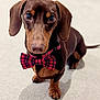 accessory, animal, big_eyes, bow_tie, brown_fur, carpet, close_up, cute, dachshund, dog, floppy_ears, indoor, looking_at_camera, paws, pet, plaid, portrait, small_breed, snout, well_groomed