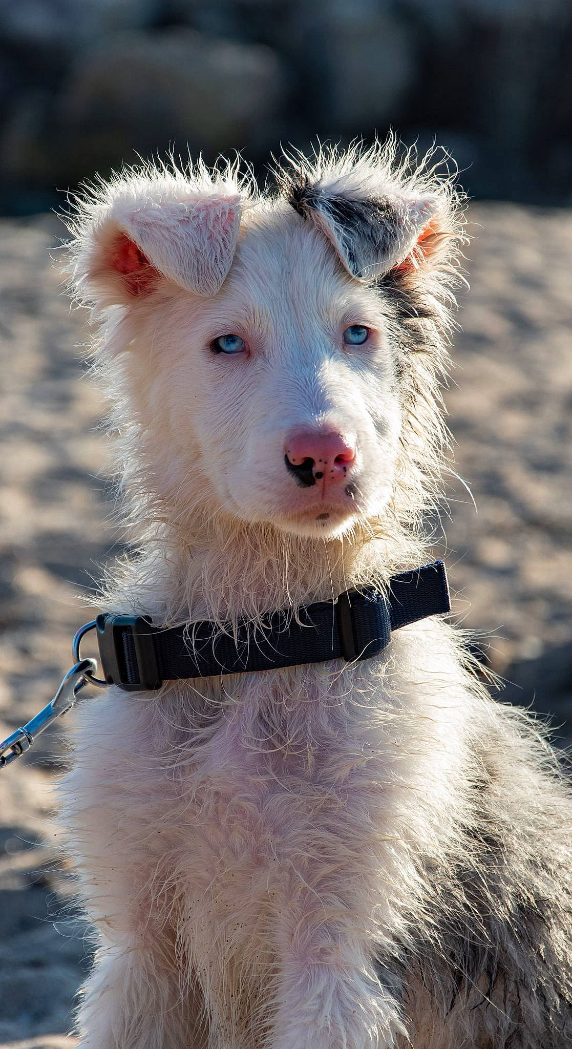 Zozo a rejoint le concours — aidez-le/la à gagner de superbes lots ! canidae, carnivore, dog, dog_breed, mammal, portuguese_podengo, rare_breed_dog, snout, sporting_group, vertebrate