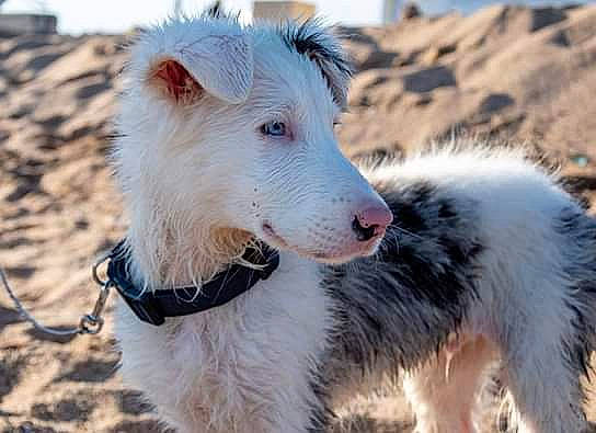 Zozo a rejoint le concours — aidez-le/la à gagner de superbes lots ! border_collie, canidae, carnivore, companion_dog, dog, dog_breed, mammal, rare_breed_dog, snout, vertebrate