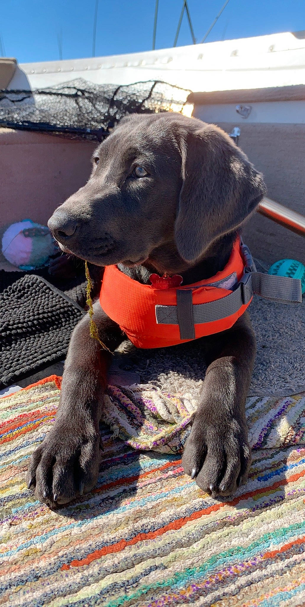 Harley joined the competition — help win amazing prizes! blue_lacy, canidae, carnivore, dog, dog_breed, mammal, plott_hound, snout, sporting_group, vertebrate