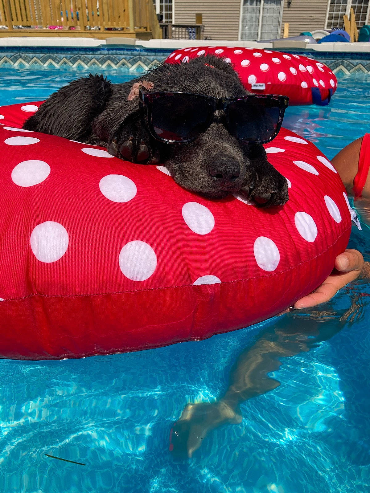Harley is registered to the contest to win money with this photo: canidae, carnivore, companion_dog, dog, dog_breed, games, inflatable, leisure, puppy, recreation, sporting_group, swimming, swimming_pool