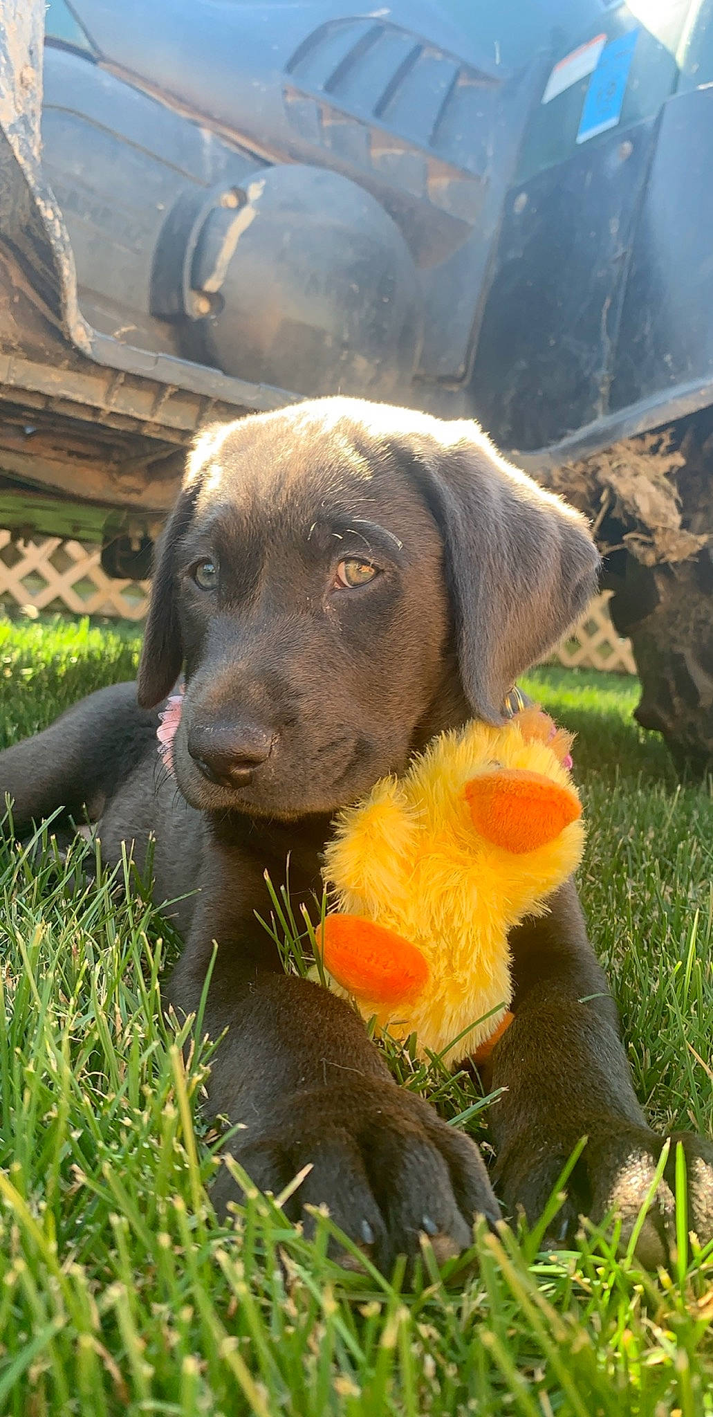 Harley is registered to the contest to win money with this photo: blue_lacy, canidae, carnivore, chesapeake_bay_retriever, dog, dog_breed, fawn, field_trial, hunting_dog, labrador_retriever, mammal, patterdale_terrier, pointing_breed, retriever, snout, sporting_group, vertebrate, weimaraner