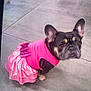 dog, french_bulldog, pink_dress, bow, pet, animal, concrete_floor, indoor, cute, portrait, looking_up, small_dog, black_and_tan, clothing, costume, ears, face, side_view, domestic_animal, pet_fashion
