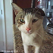 Kenny is registered to the contest to win money with this photo: cat, close_up, indoor, green_eyes, pink_nose, curious, whiskers, tabby, white_fur, patterned_surface, household_items, blurred_background, pet, animal, feline, domestic_cat, fur, portrait, looking_at_camera, timestamp