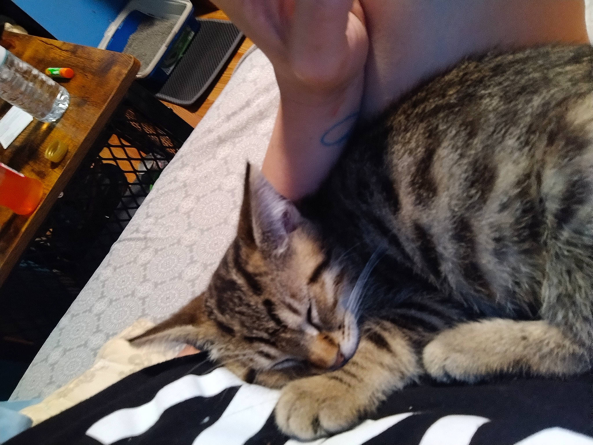 Bagel joined the competition — help win amazing prizes! carnivore, cat, chair, claw, comfort, desk, domestic_short_haired_cat, felidae, fur, nap, paw, sitting, sleep, small_to_medium_sized_cats, snout, table, tail, whiskers, wildlife, wood