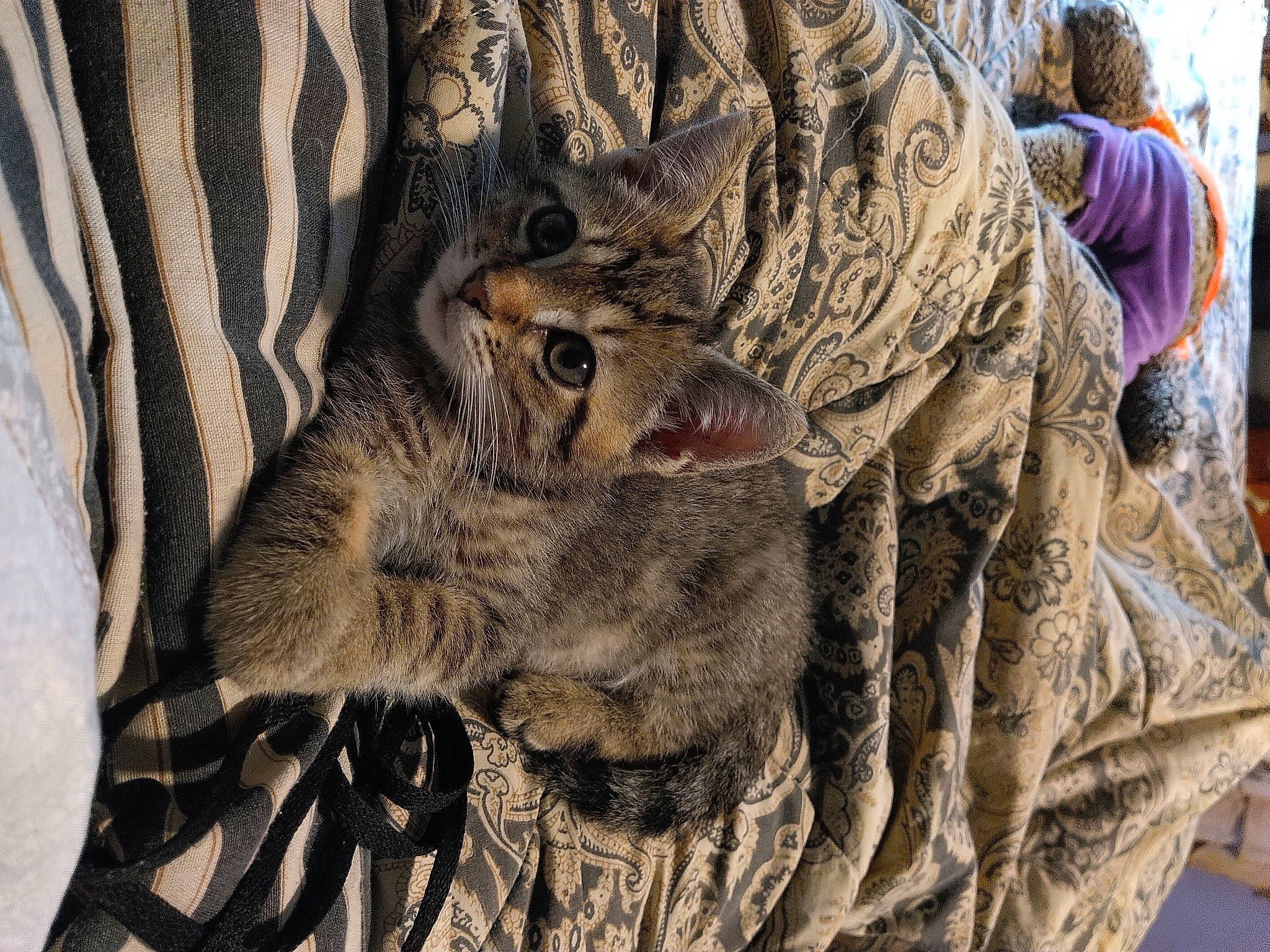 Bagel is registered to the contest to win money with this photo: army, big_cats, camouflage, domestic_short_haired_cat, fawn, felidae, fur, fur_clothing, grass, grey, hide, linens, marines, military_camouflage, military_uniform, pattern, small_to_medium_sized_cats, terrestrial_animal, whiskers, wood