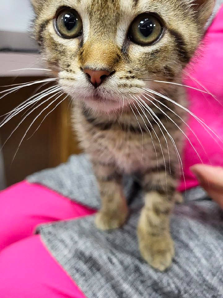 Bagel joined the competition — help win amazing prizes! carnivore, cat, close_up, curious, domestic_short_haired_cat, eye, eyelash, fawn, felidae, fur, head, iris, paw, pet_supply, pink, small_to_medium_sized_cats, snout, terrestrial_animal, whiskers, wildlife