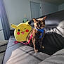 cat, tortoiseshell_cat, harness, leash, plush_toy, pikachu, squirtle, couch, leather, sunlight, shadow, indoor, door, curtain, wall, floor, window, pet, animal, soft_toy