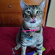 Miss Vance joined the competition — help win amazing prizes! animal, cat, close_up, collar, cute, domestic_animal, ears, feline, fur, indoor, paw, pet, pet_accessory, playful, red_surface, tabby, tongue_out, toy, whiskers, wooden_dresser