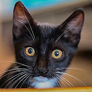 Tuxie joined the competition — help win amazing prizes! cat, kitten, black_cat, whiskers, close_up, pet, animal, curious, yellow_eyes, indoor, feline, portrait, young_cat, cute, soft_focus, fur, alert, domestic_cat, face, ears