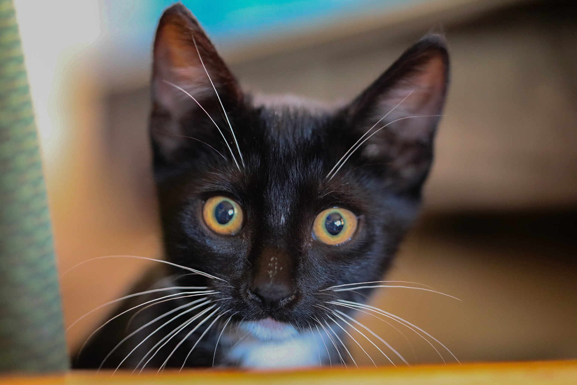 Tuxie joined the competition — help win amazing prizes! cat, kitten, black_cat, whiskers, close_up, pet, animal, curious, yellow_eyes, indoor, feline, portrait, young_cat, cute, soft_focus, fur, alert, domestic_cat, face, ears