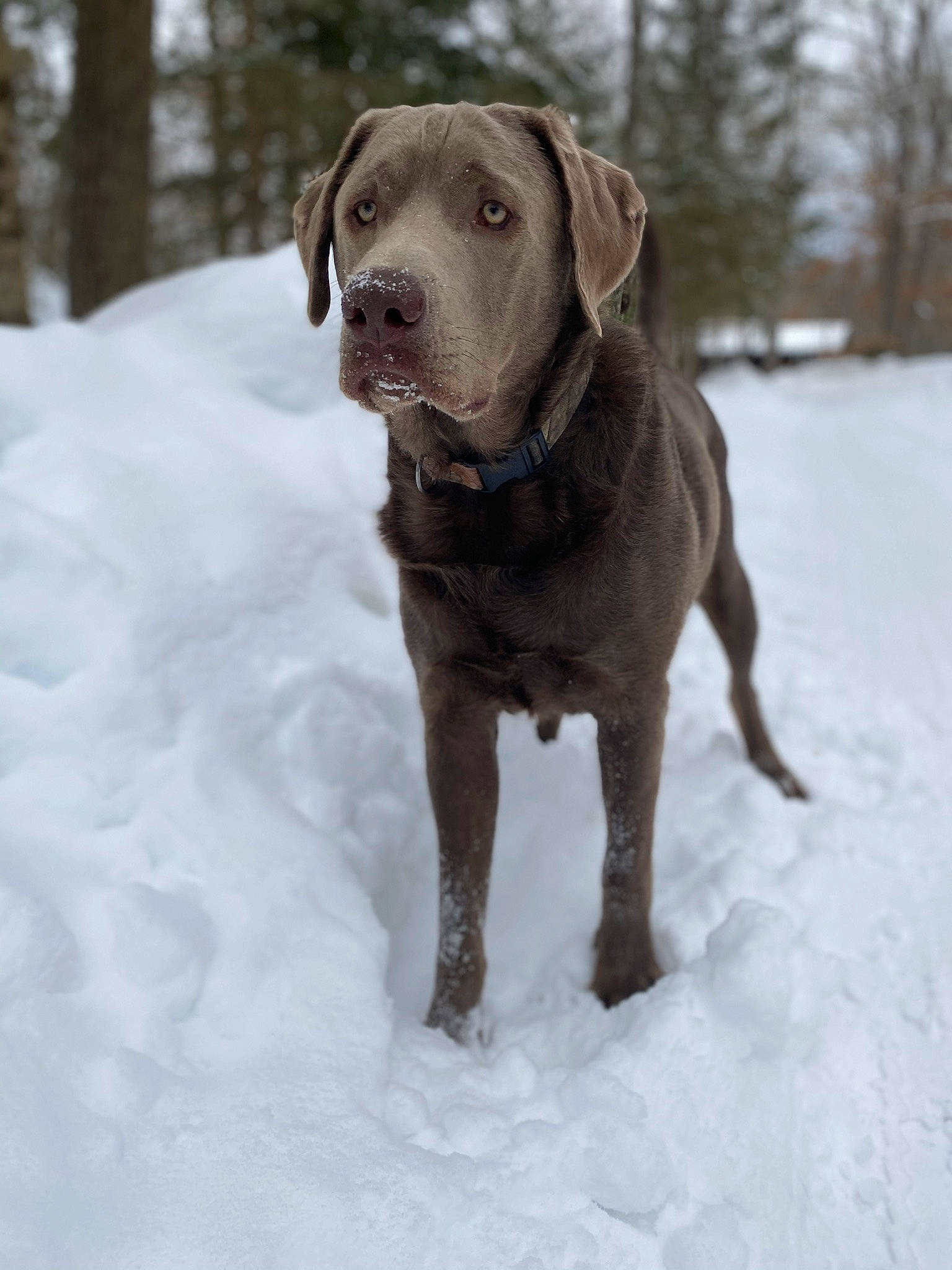 Riggs is registered to the contest to win money with this photo: canidae, carnivore, collar, companion_dog, dog, dog_breed, dog_collar, fawn, freezing, gun_dog, liver, pet_supply, snout, snow, sporting_group, tail, tree, whiskers, winter, working_animal