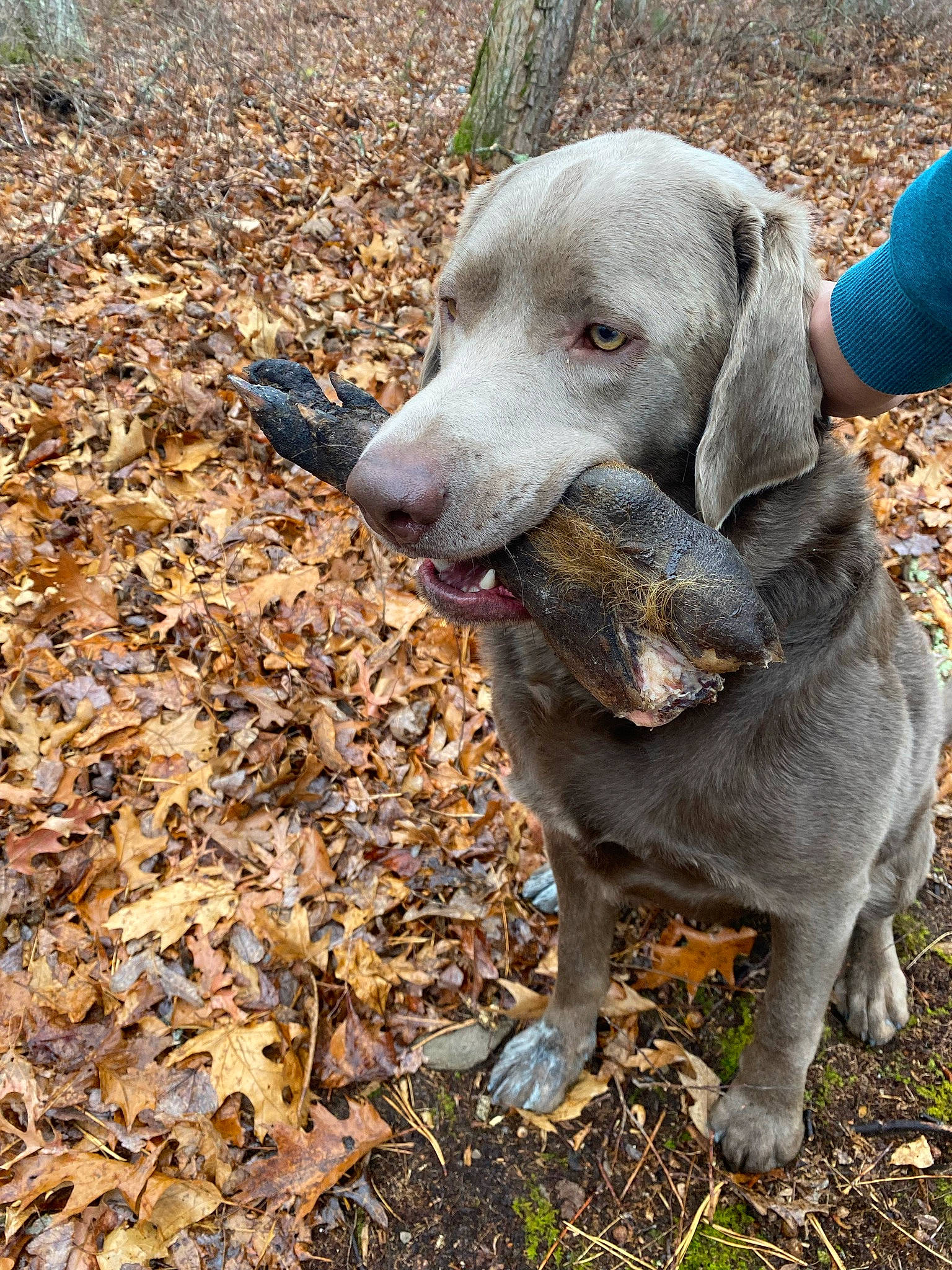 Riggs joined the competition — help win amazing prizes! adventure, canidae, carnivore, companion_dog, dog, dog_breed, fawn, grass, gun_dog, hunting_dog, snout, soil, sporting_group, terrestrial_animal, working_animal