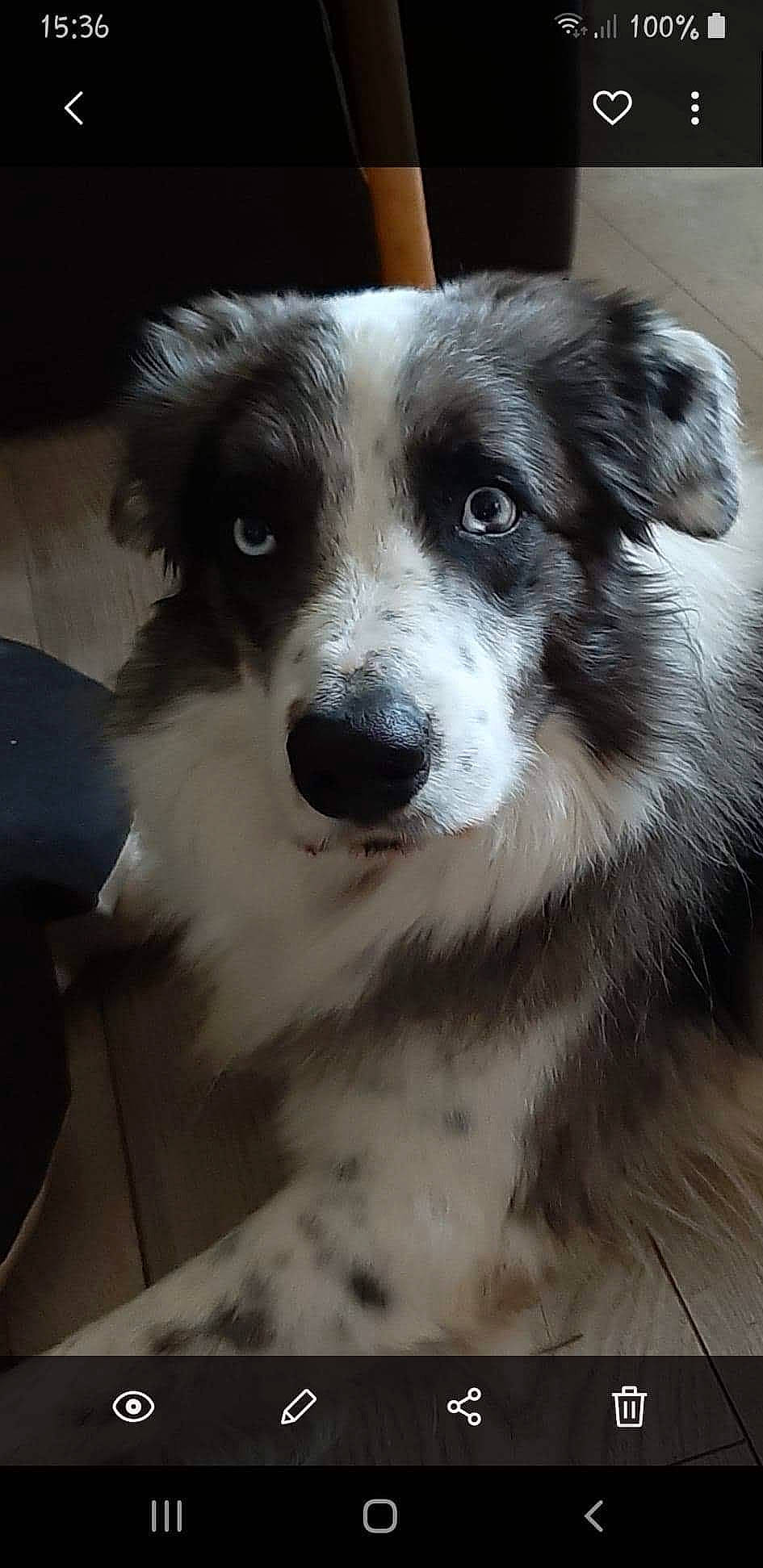 Marlow participe au concours pour gagner de l'argent avec cette photo : australian_collie, australian_shepherd, border_collie, canidae, carnivore, companion_dog, dog, dog_breed, eye, fur, herding_dog, miniature_australian_shepherd, plant, puppy, snout, sporting_group, terrestrial_animal, whiskers, working_animal, working_dog