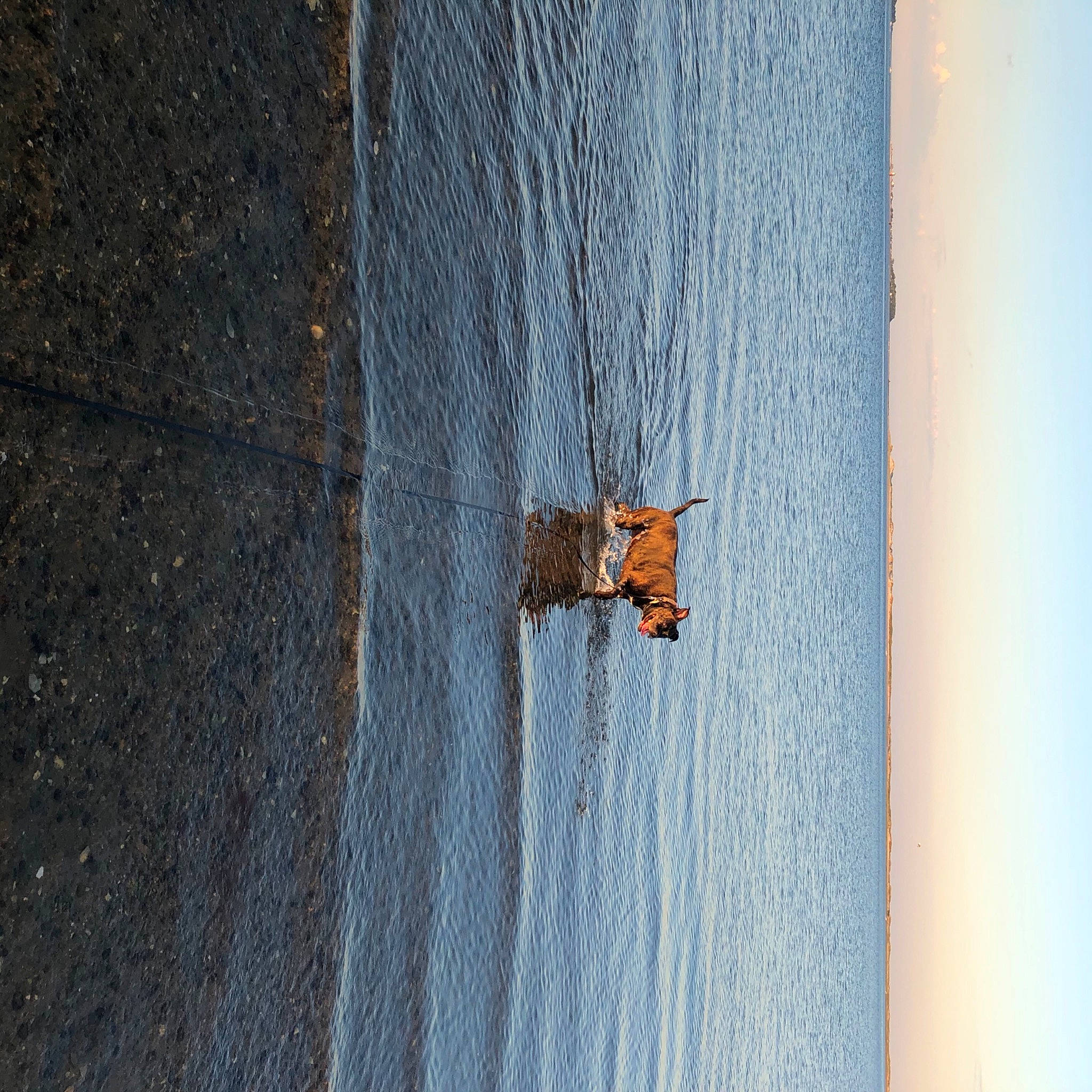 Ada joined the competition — help win amazing prizes! brown, line, metal, rust, wood